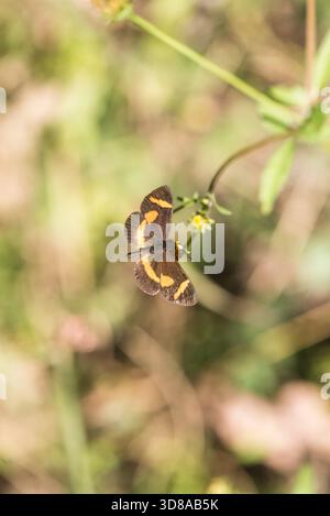 Foraging Elf (Microtia elva) nella Sierra Gorda, Messico Foto Stock