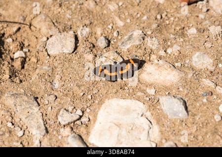 Elfo puddling di fango (Microtia elva) nella Sierra Gorda, Messico Foto Stock