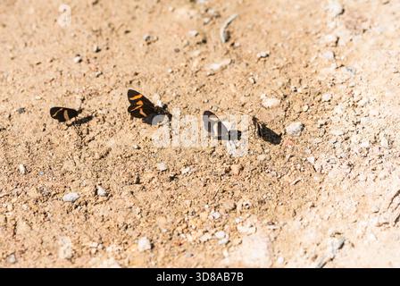 Gruppo di 4 Elfi fangosi (Microtia elva) nei pressi del bacino idrico di Jalpan, Messico Foto Stock