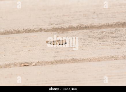 Grasshopper (Trimerotropis pallidipennis) alato pallida a riposo nella riserva della biosfera Tehuacan-Cuicatlan. Messico Foto Stock