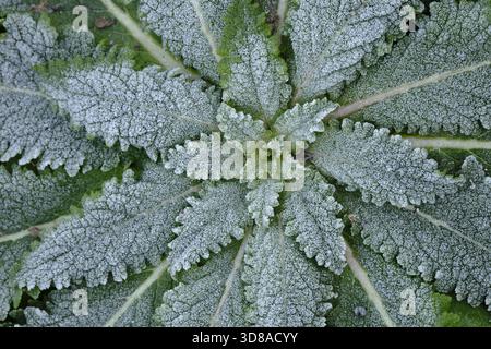 Vista dall'alto verso il basso di una rosetta basale di mulleina (Verbascum) ricoperta di gelo in una fredda mattina d'inverno, che mostra una trama e motivi intricati delle foglie Foto Stock