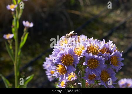 Aster tataricus fiore da vicino Foto Stock