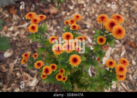 Primo piano dei fiori d'arancio del Chrysanthemum morifolium Foto Stock