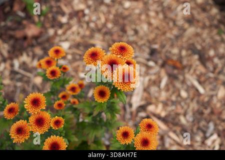 Primo piano dei fiori d'arancio del Chrysanthemum morifolium Foto Stock