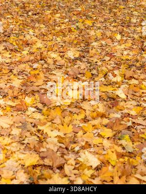 Percorso a piedi nel parco coperto da foglie autunnali colorate Foto Stock