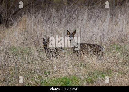 Two Roe Deer nascosto nel bosco durante l'inverno, County Durham, Inghilterra, Regno Unito. Foto Stock