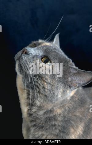 Primo piano profilo Ritratto di un gatto domestico grigio che guarda verso l'alto Foto Stock