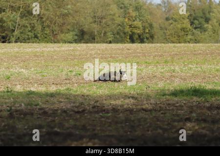 Un piccolo cane Fox Terrier che ha inseguito un grande cinghiale. Foto Stock