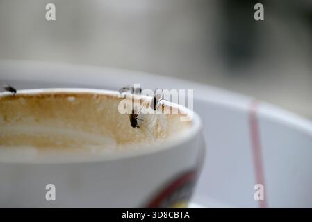 Mosca domestica seduta su una tazza per cappuccino. Musca domestica bevendo cappuccino e zucchero con il suo becco. Toscana, italia. Foto Stock