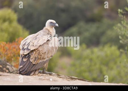 Gyps fulvus dell'avvoltoio griffon eurasiatico, adulto in piedi sulla roccia, Toledo, Spagna, novembre Foto Stock