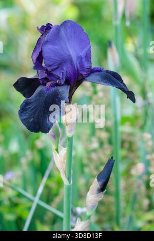 Iris Deep Black, Iris germanica Deep Black, fiori viola-neri scuri con barbe blu-nere sui petali inferiori Foto Stock
