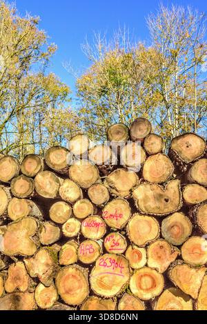 Pile di tronchi di legno nella foresta in attesa di raccolta - Francia centrale. Foto Stock