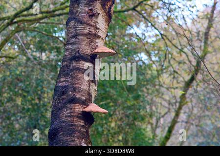 Funghi di sostegno che crescono sul tronco di un albero di betulla. Foto Stock