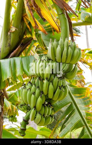 Un grande mucchio di banane verdi non mature appese all'albero Foto Stock