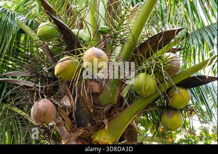 Noci di cocco che crescono in alto su una palma ai tropici Foto Stock