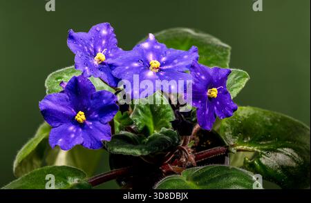 Vista macro e luminosa della Saintpaulia Viola Africana della notte Veneziana che mostra quattro vibranti fiori viola, a stelle e foglie vellutate con una so Foto Stock