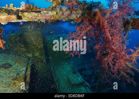 Una barriera corallina con un naufragio sullo sfondo. La barriera corallina è piena di pesci e piante colorate Foto Stock