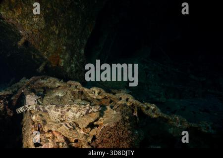 Pesce di coccodrillo mimetizzato su una catena sottomarina di relitti incrostati di corallo Foto Stock