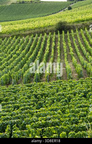 Vigne verdeggianti che creano motivi lineari su una collina nella regione del Grand Est Foto Stock