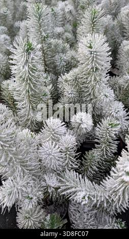 Primo piano di rami di abeti ricoperti di neve, scena invernale, atmosfera festosa. Foto Stock