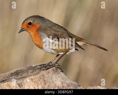 Un Robin (erithacus rubecula) a Winchcombe nel Gloucestershire nel Regno Unito durante l'inverno Foto Stock