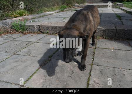Un cane randagio triste che cammina su un sentiero nel parco. Foto Stock