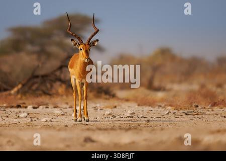 Impala dalla faccia nera Aepyceros melampus petersi è una sottospecie più grande e più scura di Impala o rooibok, antilope di medie dimensioni e dal corpo sottile Walk e dri Foto Stock