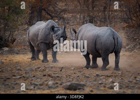 Rinoceronti neri o rinoceronti dalle labbra agganciate - Diceros bicornis due rinoceronti combattono in duello serale vicino alla sorgente, grande animale originario di est e sout Foto Stock