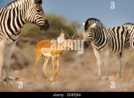 Impala dalla faccia nera Aepyceros melampus petersi è una sottospecie più grande e più scura di Impala o rooibok, antilope di medie dimensioni e dal corpo sottile Walk e dri Foto Stock