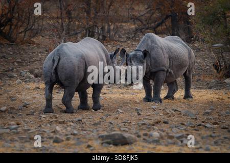 Rinoceronti neri o rinoceronti dalle labbra agganciate - Diceros bicornis due rinoceronti combattono in duello serale vicino alla sorgente, grande animale originario di est e sout Foto Stock