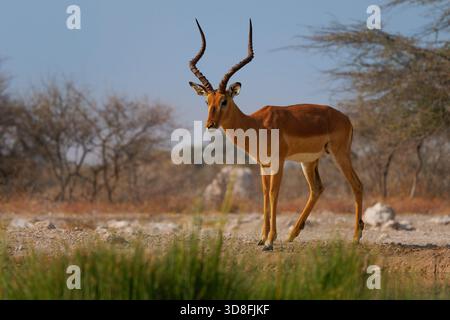 Impala dalla faccia nera Aepyceros melampus petersi è una sottospecie più grande e più scura di Impala o rooibok, antilope di medie dimensioni e dal corpo sottile Walk e dri Foto Stock