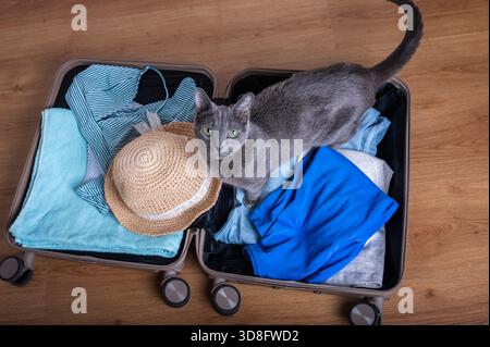 Una divertente e conveniente vista dall'alto verso il basso di un curioso gatto grigio Russo Blu seduto perpendicolarmente tra i vestiti piegati (tra cui un cappello di paglia e un tessuto blu Foto Stock