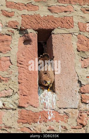 Femmina comune di Kestrel (Falco tinnunculus) arroccata all'ingresso della cavità riproduttiva nel muro di pietra, Assia, Germania Foto Stock