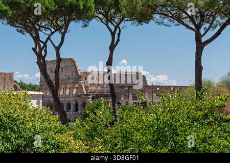 Italia - Roma - Colosseo - Vista dal Colle Palatino con alberi di pino e il panorama delle rovine dell'antico anfiteatro romano Foto Stock
