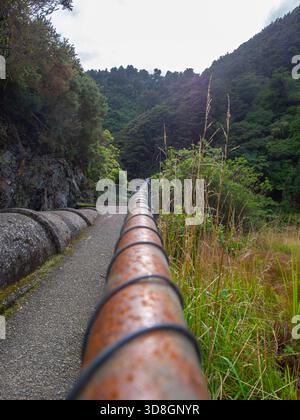 Grande gasdotto di approvvigionamento idrico che attraversa la lussureggiante macchia nativa nel Kaitoke Regional Park, Wellington, nuova Zelanda Foto Stock