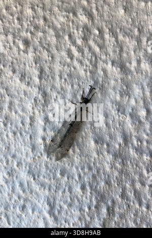 Insetto sul muro, terreno ruvido dipinto di bianco, fotografia macro ravvicinata, insetticida volante dalla forma lunga e strana, bellezza naturale con un'ala trasparente simile a un merletto Foto Stock