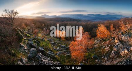 Foresta di betulle autunnali con foglie dorate al tramonto, con vista panoramica sulle montagne. Foto Stock