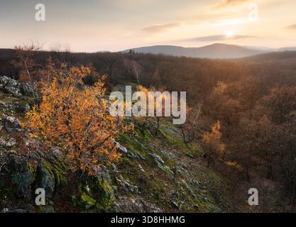 Tramonto in un boschetto di betulle autunnale con foglie dorate e raggi del sole che tagliano attraverso gli alberi in una serata soleggiata durante l'autunno. Foto Stock
