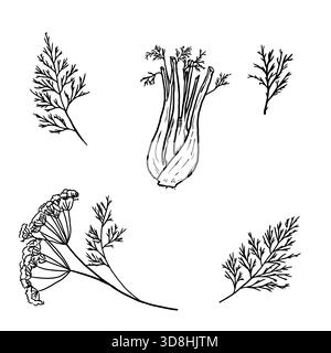 Ciuffi di aneto e finocchio, schizzo in bianco e nero. Illustrazione vettoriale. Una collezione di erbe da cucina, isolate su sfondo bianco. Per menu, ricette Illustrazione Vettoriale
