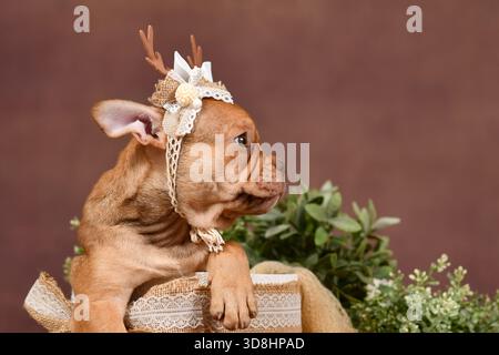 Vista del profilo del cucciolo Bulldog francese con corna di renna e naso lungo nella scatola di fronte allo sfondo marrone con decorazioni in stile boho Foto Stock