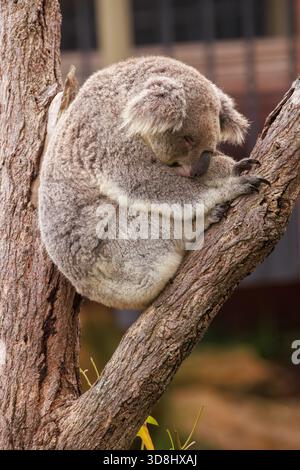 Un koala si è arrotolato in una palla e ha dormito in un albero Foto Stock