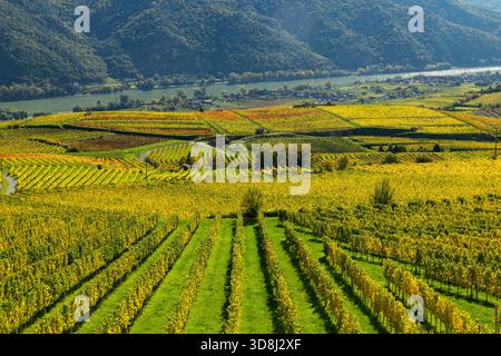 Paesaggio ondulato dei vigneti a Weisenkirchen in der Wachau, bassa Austria, in autunno Foto Stock