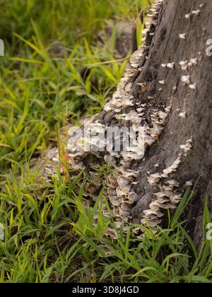 Funghi che crescono su un ceppo d'albero Foto Stock