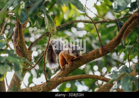 Scoiattolo variegato su un ramo d'albero a Monteverde, Costa Rica Foto Stock