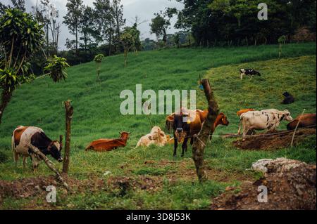 Mucche che pascolano su un pascolo verde in collina a Monteverde, Costa Rica Foto Stock