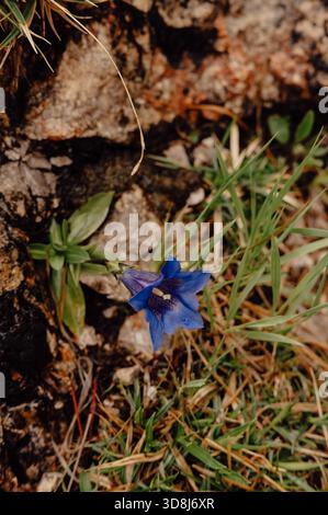 Gentiana alpina blu (Gentiana) a Bad Hindelang, Allgäu Foto Stock
