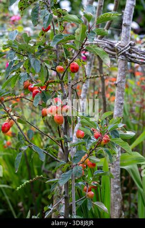 Malus 'John Downie' granchio mela in estate Foto Stock