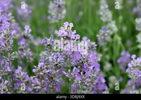 Lavanda inglese. Lavandula angustifolia "Twickel Purple" molto profumata, sempreverde, con vibranti fiori viola. Foto Stock