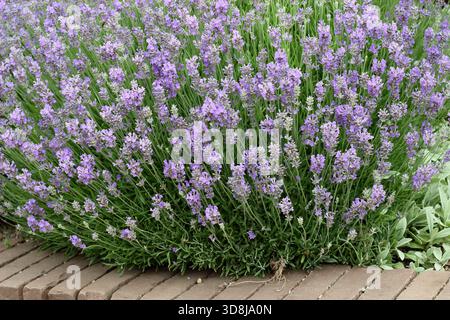 Coltivazione della lavanda inglese. Lavandula angustifolia "Twickel Purple" molto profumata, sempreverde, con vibranti fiori viola che formano un bordo del giardino Foto Stock