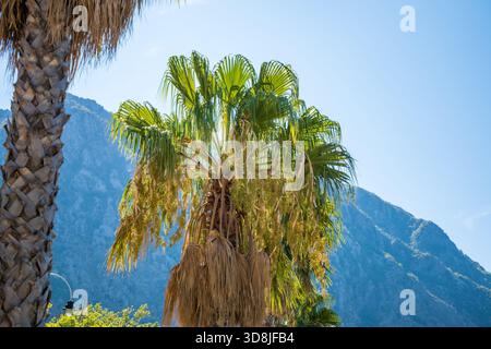 Un'alta palma con fronde verdi si erge sullo sfondo di aspre montagne in Montenegro. Foto Stock